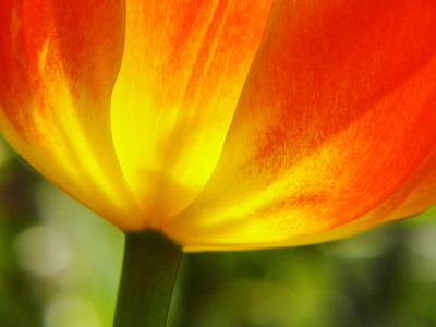 Bild-Nr: 11898606 Tulpenkelch Erstellt von: Ostfriese