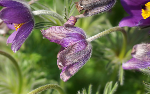 Bild-Nr: 11898614 Pulsatilla Erstellt von: youhaveadream