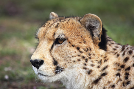 Bild-Nr: 11899281 Gepard in Südafrika Erstellt von: DirkR