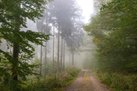 Bild-Nr: 11899475 Durch den Nebel im Wald Erstellt von: RonNi