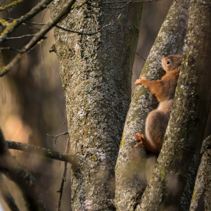 Bild-Nr: 11900039 Klettern am  Eichhörnchen Baum Erstellt von: luxpediation