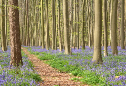 Bild-Nr: 11900132 Weg durch den Wald Erstellt von: GUGIGEI