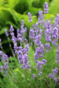 Bild-Nr: 11900252 Lavendel Erstellt von: Ostseestrand