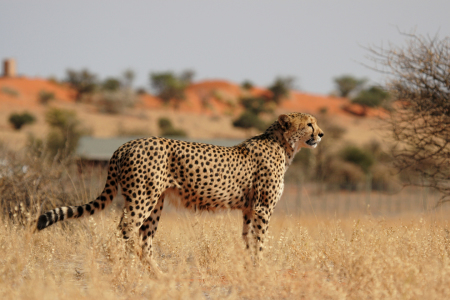 Bild-Nr: 11900533 Gepard in der Kalahari Erstellt von: DirkR