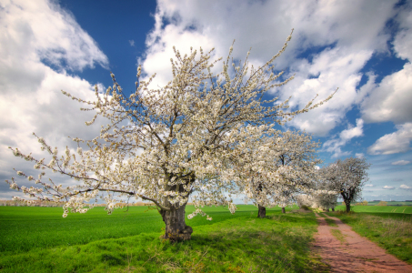 Bild-Nr: 11900588 Frühling Erstellt von: Steffen Gierok