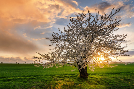 Bild-Nr: 11900590 Kirschblüte Erstellt von: Steffen Gierok