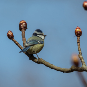 Bild-Nr: 11900791 Blaumeise Erstellt von: luxpediation