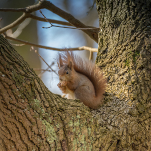 Bild-Nr: 11900793 Eichhörnchen-Sitzplatz Erstellt von: luxpediation