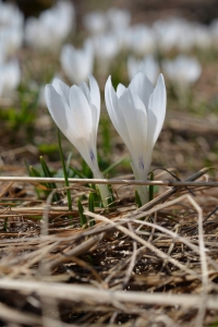 Bild-Nr: 11901331 Bergkrokusse Erstellt von: Bettina Schnittert