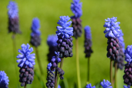 Bild-Nr: 11901360 Muscari Erstellt von: GUGIGEI