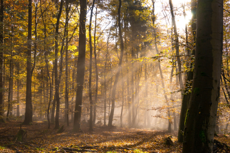 Bild-Nr: 11901458 Nebel im Herbstwald Erstellt von: RonNi