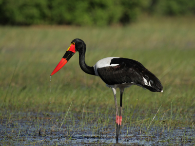 Bild-Nr: 11901572 Sattelstorch im Okavango Delta Erstellt von: DirkR