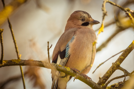 Bild-Nr: 11901827 Vogel des Waldes Erstellt von: luxpediation