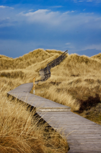 Bild-Nr: 11901871 Dünenpfad - Amrum Erstellt von: Angela  Dölling