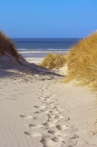 Bild-Nr: 11901872 Weg zum Strand  - Amrum Erstellt von: Angela  Dölling