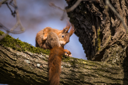 Bild-Nr: 11902050 Tierischer Frühjahrsputz  Erstellt von: luxpediation