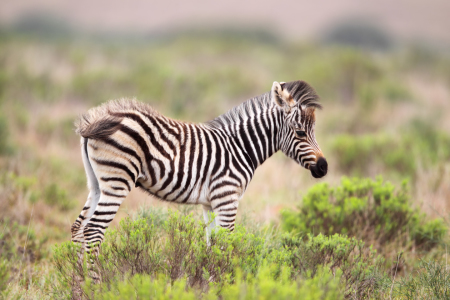 Bild-Nr: 11902125 Zebra-Fohlen in Südafrika Erstellt von: DirkR