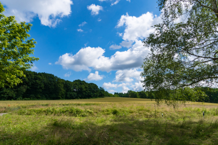 Bild-Nr: 11902261 Blick über Wiesen und Feld zum Wald Erstellt von: RonNi