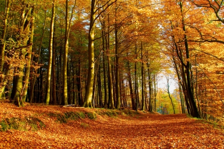 Bild-Nr: 11902378 Herbsttag Erstellt von: Ostseestrand