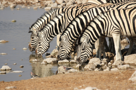Bild-Nr: 11902427 Zebras am Wasserloch Erstellt von: DirkR