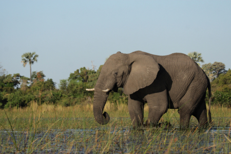 Bild-Nr: 11902431 Elefant im Okavango Delta Erstellt von: DirkR