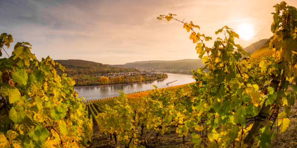 Bild-Nr: 11902576 Herbst im Mittelrheintal Erstellt von: Richard-Young