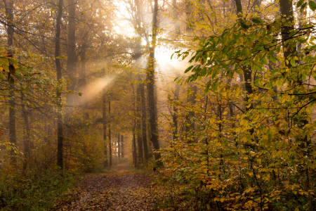 Bild-Nr: 11902592 Nebelwald im Herbst Erstellt von: RonNi