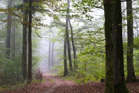 Bild-Nr: 11902861 Ein Weg im Nebelwald Erstellt von: RonNi