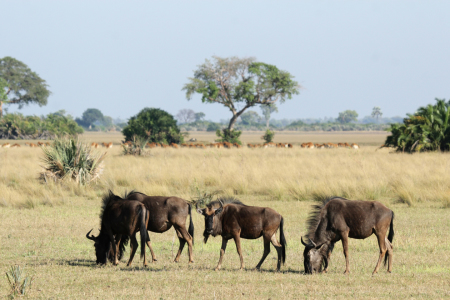 Bild-Nr: 11903287 Gnus im Okavango Delta Erstellt von: DirkR