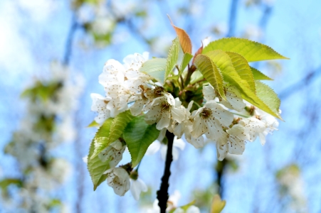 Bild-Nr: 11903619 Obstblüte Erstellt von: MoNoir