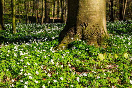 Bild-Nr: 11903794 Frühling zu meinen Füssen Erstellt von: Ursula Reins