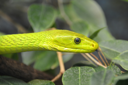 Bild-Nr: 11903970 green mamba Erstellt von: GUGIGEI