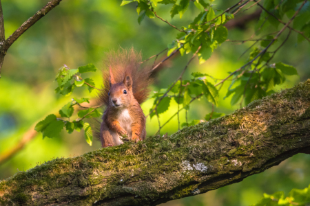 Bild-Nr: 11904171 Eichhörnchen Erstellt von: luxpediation