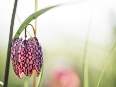 Bild-Nr: 11904185 Schachbrettblume Erstellt von: boegau-photography