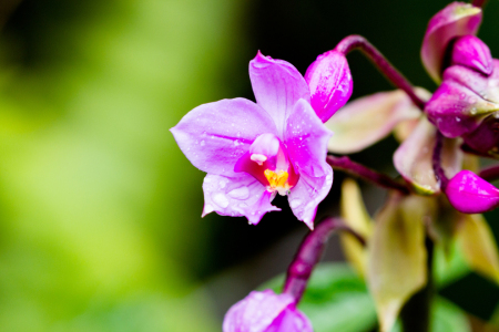 Bild-Nr: 11904290 Orchidee auf Hawaii Erstellt von: DirkR
