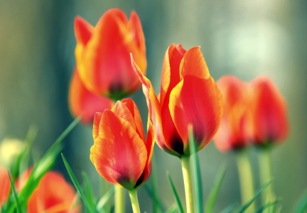 Bild-Nr: 11904665 Tulpen Erstellt von: GUGIGEI