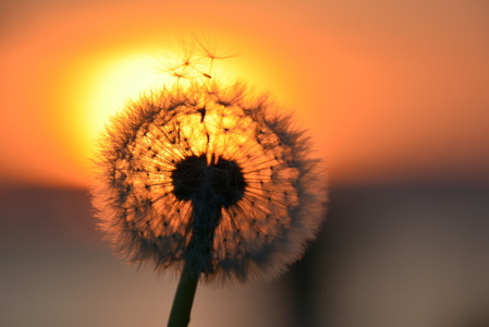 Bild-Nr: 11904674 Pusteblume Erstellt von: GUGIGEI