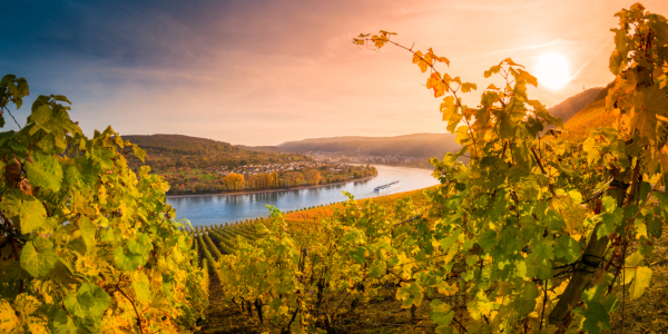 Bild-Nr: 11904794 Herbst im Mittelrheintal Erstellt von: Richard-Young