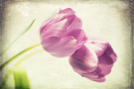 Bild-Nr: 11905142 Frühlingszeit Erstellt von: Angela  Dölling