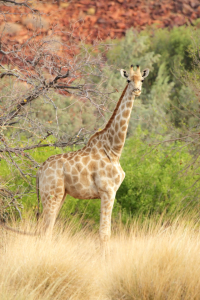 Bild-Nr: 11905456 Giraffe in Namibia Erstellt von: DirkR