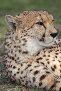 Bild-Nr: 11905810 Gepard in Südafrika Erstellt von: DirkR