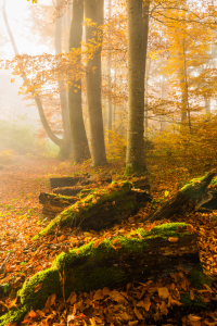 Bild-Nr: 11906062 Mystischer Herbstwald Erstellt von: DenisFeiner