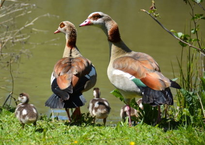 Bild-Nr: 11906274 Familie Nilgans Erstellt von: GUGIGEI