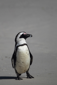 Bild-Nr: 11906459 Brillenpinguin in Südafrika Erstellt von: DirkR