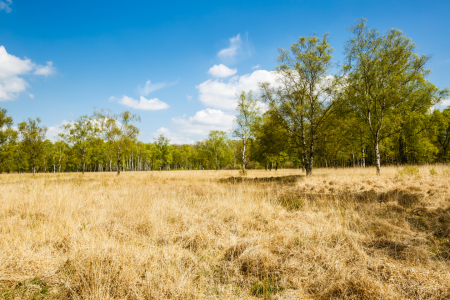 Bild-Nr: 11906499 Birkenwald Erstellt von: Ursula Reins
