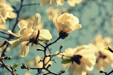 Bild-Nr: 11906614 Magnolienblüten Erstellt von: GUGIGEI