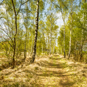 Bild-Nr: 11906704 Frühlingsbeginn im Birkenwald Erstellt von: Ursula Reins