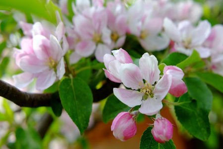 Bild-Nr: 11906765 Obstbaumblüte Erstellt von: Ostfriese