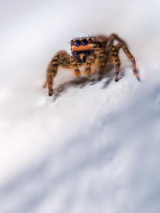 Bild-Nr: 11907142 Marpissa muscosa - Springspinne Erstellt von: Richard-Young