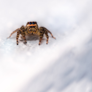 Bild-Nr: 11907569 Marpissa muscosa - Springspinne Erstellt von: Richard-Young